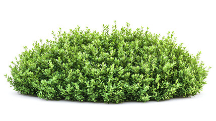 Lush Green Bush Isolated on White Background Vibrant Nature