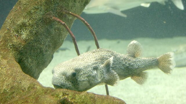 Porcupine Puffer Fish By Swimming by a Wreck
