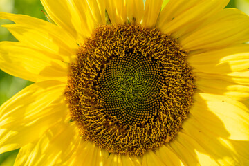 sunflower close up