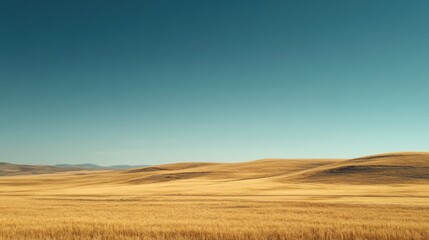 Fototapeta premium Golden wheat field under clear blue sky with soft sunlight creating a calm natural atmosphere in a rural landscape