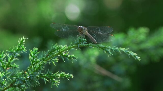 Dragonfly Sitting on Juniper Branch with Pine Trees. Close-Up of Dragonfly Fluttering Wings on Juniper Branch in Green Forest. Insect on Evergreen Branch