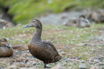 Female common eider (Somateria mollissima) in Longyearbyen, Svalbard, Norway