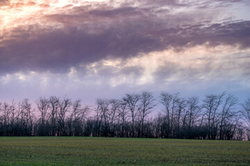 Evening landscape on the green field with wheat.Landscape at the sunset , clouds with red and purple colors , beautiful sun and sunset.Trees and forest near the field 
