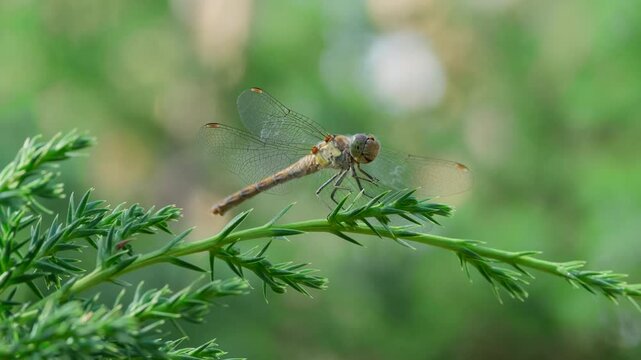 Dragonfly sit on Juniper Branch with Pine Forest Background. Summer Nature Close-Up. Tranquil Summer Wildlife Scene. Insect on Evergreen Branch on Summer Day