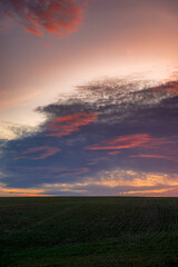 Evening landscape on the green field with wheat.Landscape at the sunset , clouds with red and purple colors , beautiful sun and sunset.Trees and forest near the field 