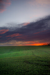 Fototapeta premium Evening landscape on the green field with wheat.Landscape at the sunset , clouds with red and purple colors , beautiful sun and sunset.Trees and forest near the field 