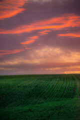 Obraz premium Evening landscape on the green field with wheat.Landscape at the sunset , clouds with red and purple colors , beautiful sun and sunset.Trees and forest near the field 