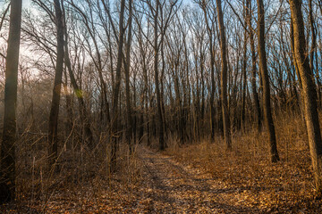 Landscape photography in the forest at the spring evening , beautiful colors , sunny days 