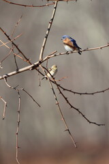 An eastern bluebird and an American goldfinch sitting in a tree in winter