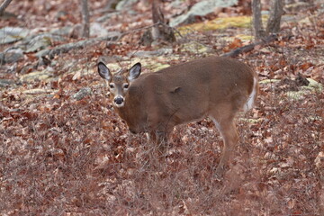 A whitetail doe standing in the woods