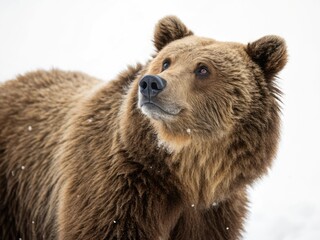 Obraz premium brown bear 