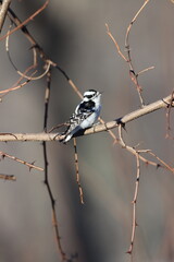 A female downy woodpecker sitting on a branch