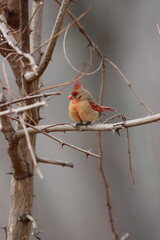 Profile of a female northern cardinal in winter