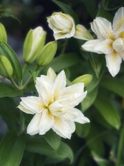 White Hydrangea with pink center