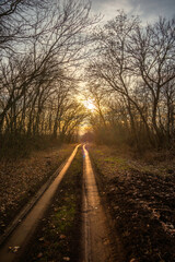 Fototapeta premium Road on the field and around the forest , beautiful landscape on the field .Sunny day with clouds and sun.Road to the mystery place 