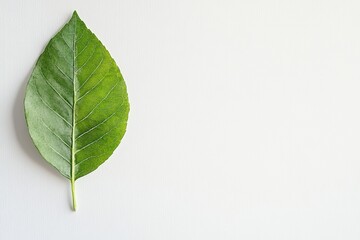 Obraz premium Lush green leaf resting on pale background, showcasing natural b