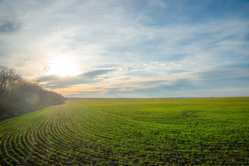 Beautiful field and nature at the spring evening.Sunset over the trees and green field.Landscape photography,sunny day , sunset and field with road  
