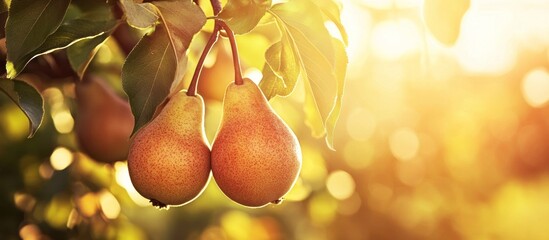 Sun-Kissed Pears Hanging on Tree Branch in Golden Light of Harvest