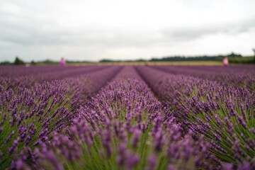 Obraz premium Lavender field stretches endlessly under cloudy sky, creating ca