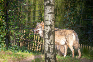 Wolf behind a tree