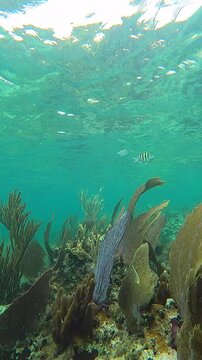 Turquoise Waters and Swaying Purple Sea Fans with Sergeant Major and Foureye Butterfly Fish in Coral Reef