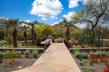 A gorgeous landscape at Desert Botanical Garden with cactus, trees, plants and grass in Phoenix Arizona USA