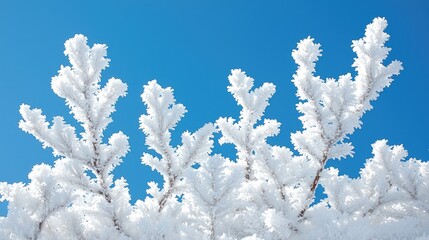 Frosty branches against a vivid blue sky, showcasing intricate ice crystals and winter's beauty