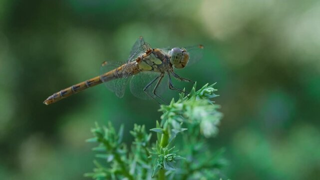 Dragonfly sit on Juniper Branch with Pine Forest Background. Summer Nature Close-Up. Tranquil Summer Wildlife Scene. Insect on Evergreen Branch on Summer Day