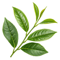 Fototapeta premium Fresh Green Tea Leaves Isolated on White Background