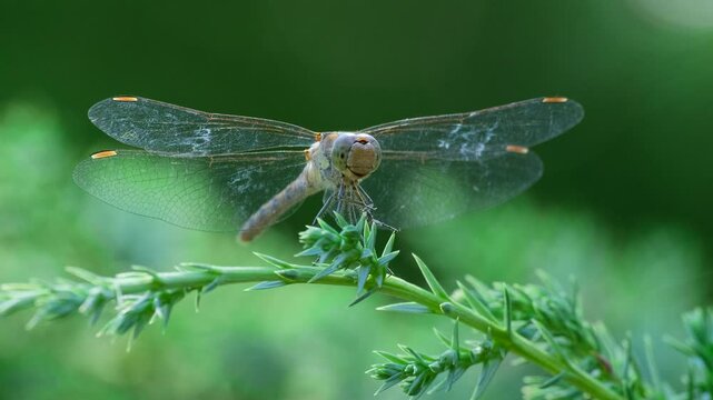 Dragonfly sit on Juniper Branch with Pine Forest Background. Summer Nature Close-Up. Tranquil Summer Wildlife Scene. Insect on Evergreen Branch on Summer Day