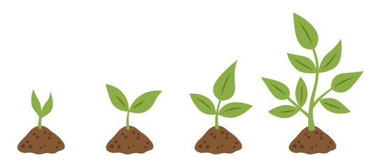 Green plant stages in soil. Growth phases of a plant from small sprout to tree. Growing seedling set. Nature and planting infographic. Vector illustration on white background.