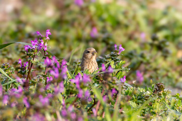 草むらで餌を食べるベニマシコ