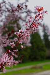 Issaquah WA USA - March 22 2025: Cherry Blossoms in Full Bloom on Branch at Lake Sammamish State Park – Spring Beauty