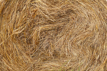 Golden hay bale fragment in summer field. Dry stems coiled in a round shape, texture visible. Field blurs in background. Warm summer tones, peaceful.