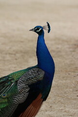 Obraz premium peacock closeup outdoors in nature