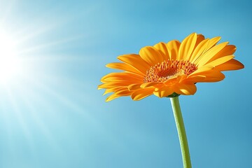 Orange Flower Sunlit Sky.