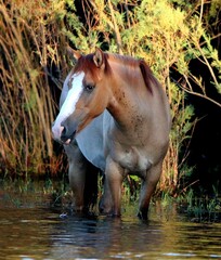 Wild Horse in the River 
