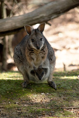 the tammar wallaby has a joey in its pouch