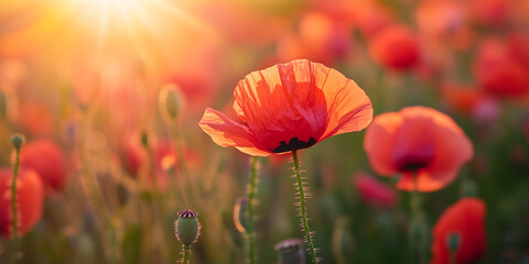 Fototapeta premium Blooming poppy in a poppy field close up detail 