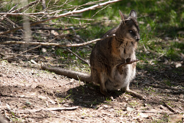 the joey in its mothers pouch is upside down with a leg sticking out
