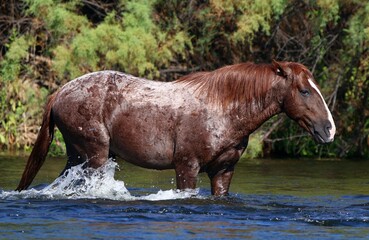 Wild Horse in Salt River 