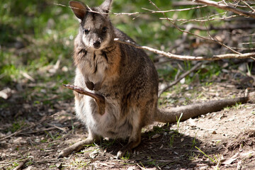 the joey in its mothers pouch is upside down with a leg sticking out