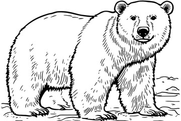 Polar bear line art illustration.