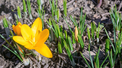 Obraz premium Yellow crocus flower on green sprouts background