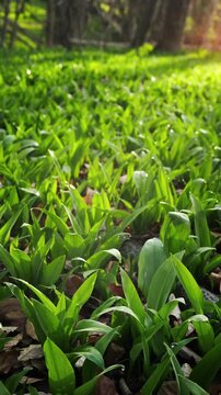 Calming footage of a wild garlic (ramsons) field covered with dew drops in soft morning light. A gentle, cinematic nature video ideal for mindfulness, seasonal foraging and eco-themed visuals