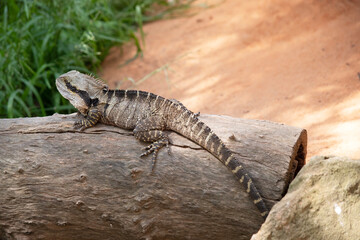 Fototapeta premium the water dragon lizard is climbing up a log