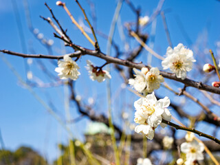 きれいに咲いた白梅の花