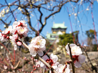 きれいな梅の花
