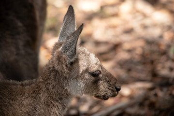 this is a side view of a western grey kangaroo joey
