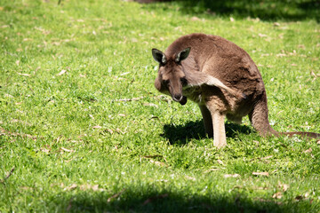 the western grey kangaroo is scratching itself